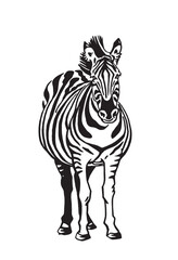 Graphical zebra standing isolated on white background,vector illustration,sketch	
