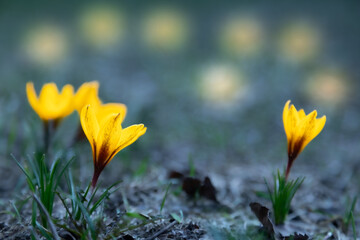 yellow crocus flowers in spring crocus, saffron first flower in winter, early spring garden medow