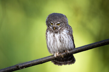 Pygmy owl Glaucidium passerinum little owl natural dark forest north parts of Poland Europe	
