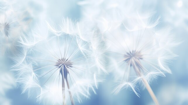 Abstract dandelion flower background. Seed macro closeup. Soft focus . Spring nature © Elchin Abilov