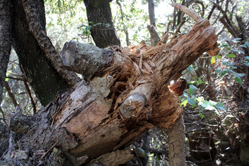 Radice di albero e tronco marcio abbattuto nella foresta
