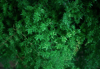 green leaf nature in the forest