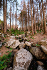 A crystal-clear stream meanders through a forest, its path marked by smooth stones and the quiet guardianship of trees