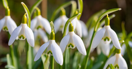 Snowdrop close up panorama. Macro portrait of early bloomer flowers with white petals in bright springtime sunlight in Sauerland Germany. Galanthus is a small bulbous perennial herbaceous plant.