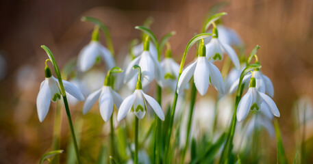 Snowdrop close up panorama. Bunch popular spring herald flowers with white petals in bright springtime sunlight in Sauerland Germany. Galanthus is a early blooming bulbous perennial herbaceous plant.