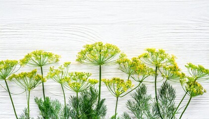 dill flowers isolated on white background top view flat lay copy space