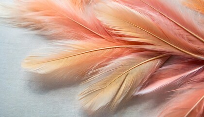 a blend of pastel peach and coral feathers with gradient effect on a lightry canvas - obrazy, fototapety, plakaty