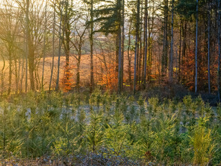 Wiederaufforstung im Mischwald