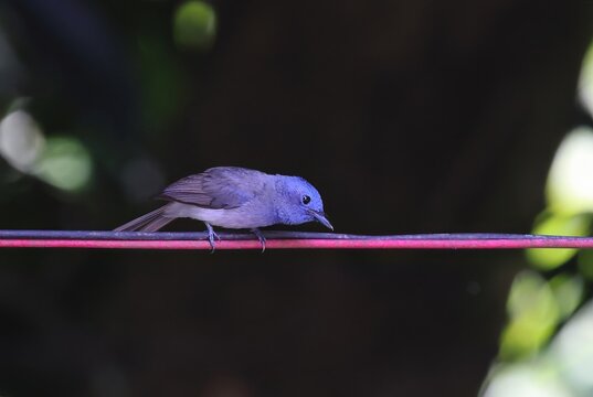 black-naped monarch sitting on a wire. this photo was taken from Bangladesh.