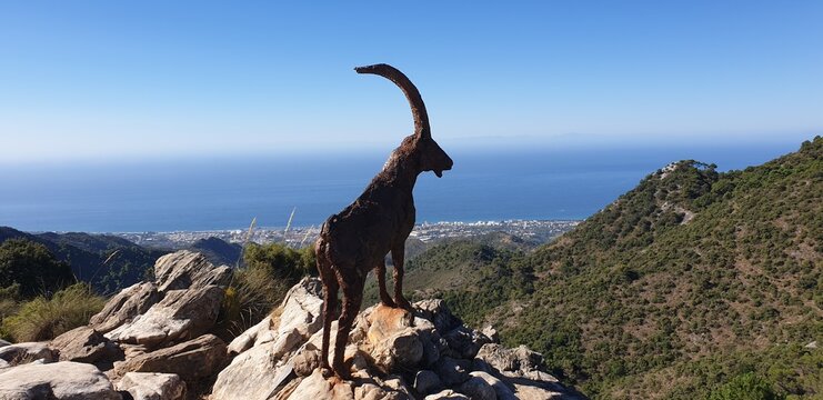 Iberian Ibex staute 