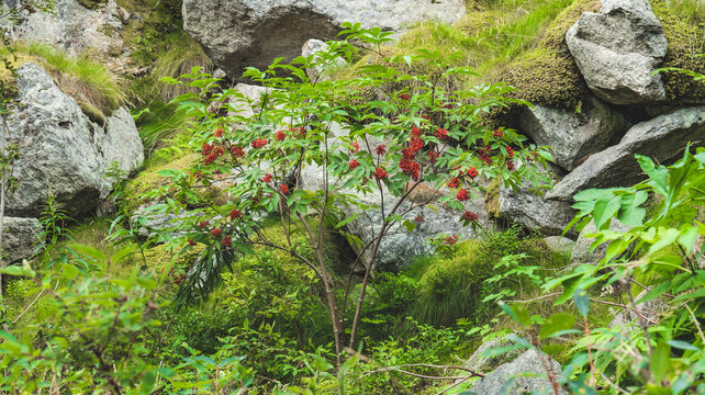 Ceresole Reale, Italy. Red elderberry plant (Sambucus racemosa), a species of Sambucus, in the Valle Orco forest in Piedmont. Alpine mountain vegetation.