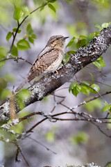 northern wryneck