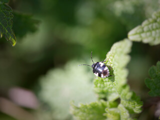 Small black and white insect macro