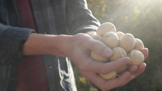 Harvest of walnut. Walnut in the shell in the hands of a farmer. Cultivation of organic walnuts crop