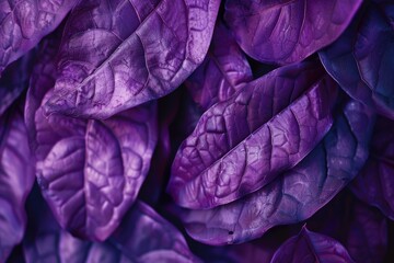 Obraz premium Detailed close up of purple leaves, perfect for nature backgrounds