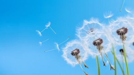 Dandelion seeds against a blue background that show it's dainty features