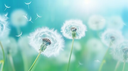 Dandelion seeds fly in the wind close up macro with soft focus on green and turquoise background. Summer spring airy light dreamy background