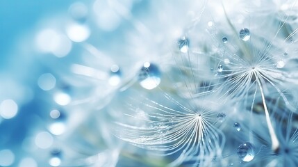 Dandelion Seeds in drops water on blue beautiful background with soft focus in nature macro. Drops of dew sparkle on dandelion in rays of light
