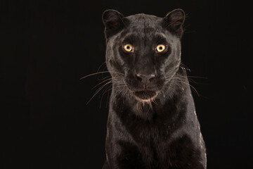 Ein schwarzer Panther als Studioaufnahme sitzt vor schwarzem Hintergrund und blickt direkt in die Kamera, Panthera pardus - obrazy, fototapety, plakaty