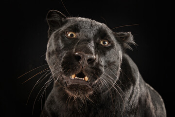 Der Kopf eines schwarzen Panthers mit leicht geöffnetem Maul, Panthera pardus - obrazy, fototapety, plakaty