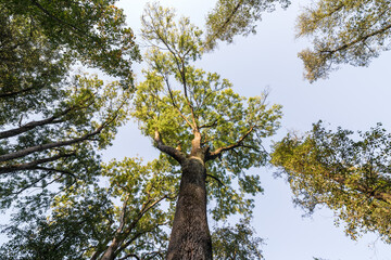 Looking up at the treetop of the tree in a park