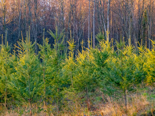 Fototapeta premium Wiederaufforstung im Mischwald