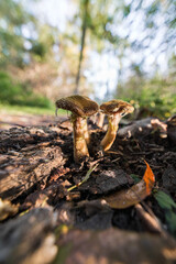 A mushroom on the ground growing in nature