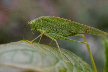A green grasshopper on a leaf in nature