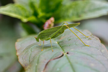 A green grasshopper on a leaf in nature
