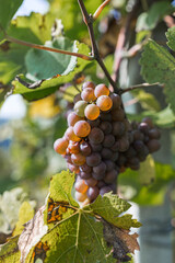 Grapes in an agriculture vineyard in nature outdoor