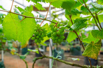 Bunches of green grapes hang on the tree, warm. Immature grapes that are well cared for. Nature...