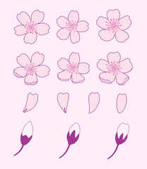 set of pink Cherry blossoms vector illustration, spring flower element