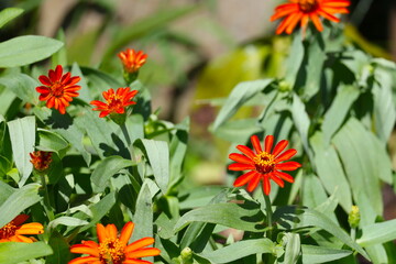日差しを受けて咲く赤い花