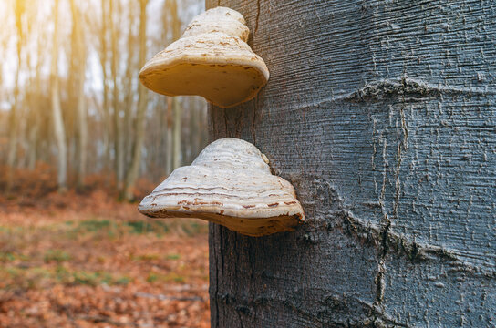 Mulberry mushrooms on a tree trunk in forest. Parasitic fungi on a tree