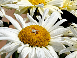 Macro of crab spider (Misumena vatia) on the hearth of anthemis flower 