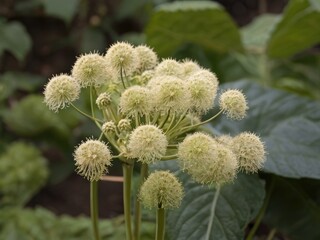 Dang Gui (Angelica sinensis) in the garden