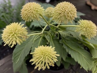 Dang Gui (Angelica sinensis) in the garden