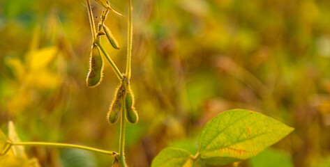 soybean grows on the field. Selective focus.