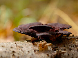 Macro shot of a little brown mushroom