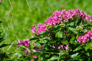 ピンク色の小さな花たち