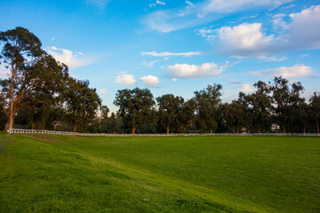 Fototapeta na wymiar Large eucalyptus trees and a white picket fence line a grass polo field