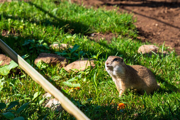 The ground squirrel or common ground squirrel is a field rodent living in central and south-eastern...