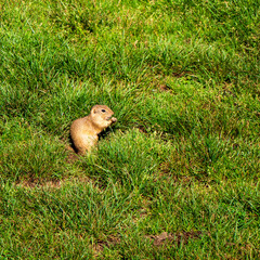 The ground squirrel or common ground squirrel is a field rodent living in central and south-eastern Europe as well as in the territory of Slovakia in the area of ​​the Muránská Planina.