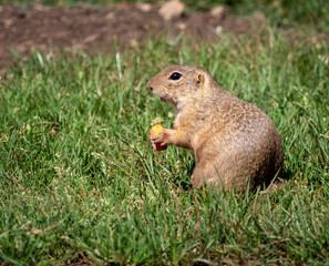 Naklejka na ściany i meble The ground squirrel or common ground squirrel is a field rodent living in central and south-eastern Europe as well as in the territory of Slovakia in the area of ​​the Muránská Planina.