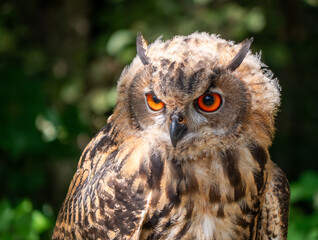 There are 10 species of owls living in Slovakia and this one is one of them.