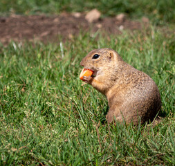 The ground squirrel or common ground squirrel is a field rodent living in central and south-eastern...