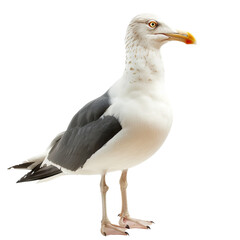Fototapeta premium seagull isolated on white