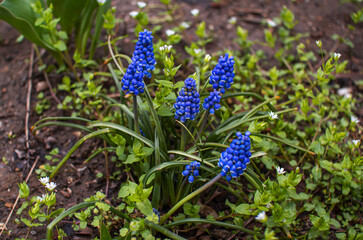 Beautiful bright blue Muscari latifolium or broad-leaved grape hyacinth, growing on the meadow in a forest