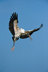 Big white Woodstork bird soaring with its beak agape