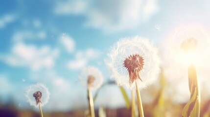 Vintage dandelion with blue sky and sun flare